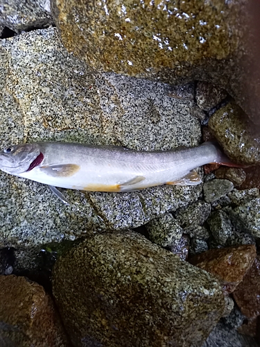 イワナの釣果