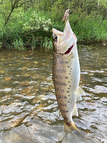 ヤマメの釣果