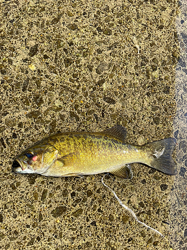 スモールマウスバスの釣果