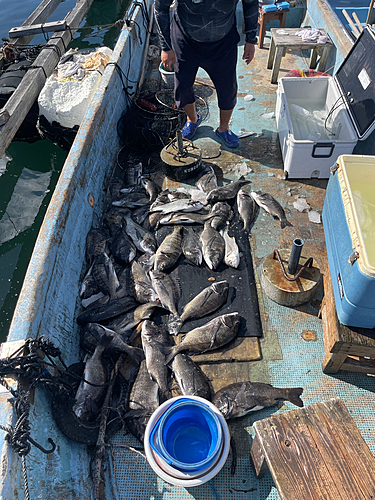 クロダイの釣果