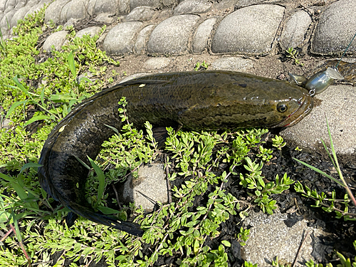 ライギョの釣果