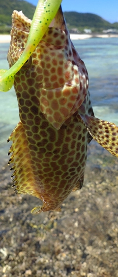 カンモンハタの釣果