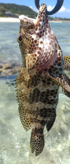 カンモンハタの釣果