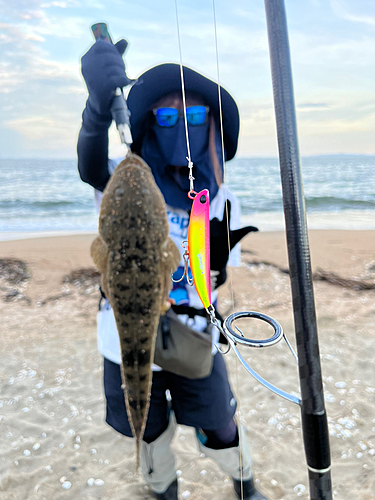 マゴチの釣果