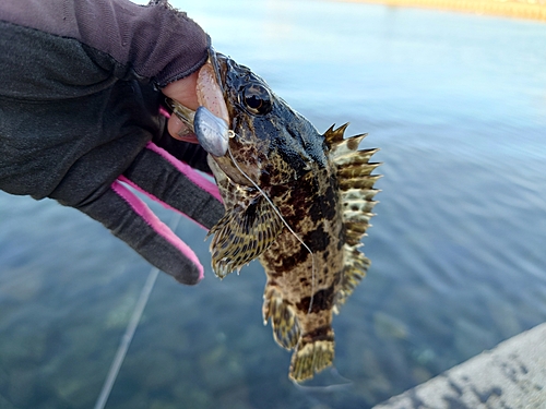 タケノコメバルの釣果