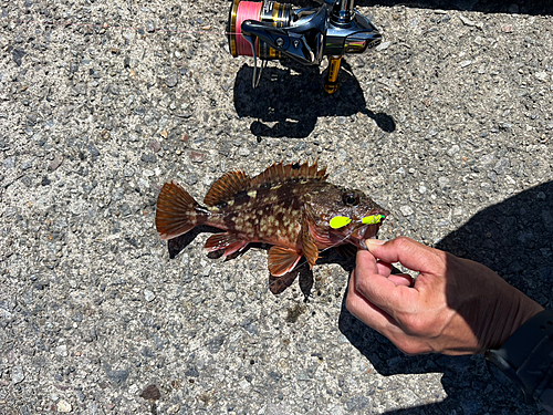 カサゴの釣果