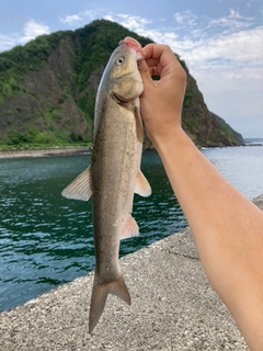 マルタウグイの釣果