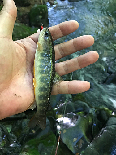 イワナの釣果