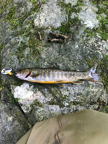 イワナの釣果