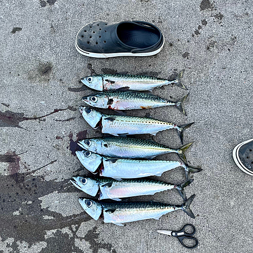 サバの釣果