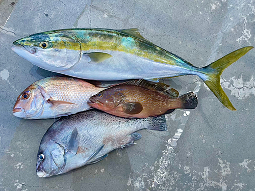 アコウの釣果