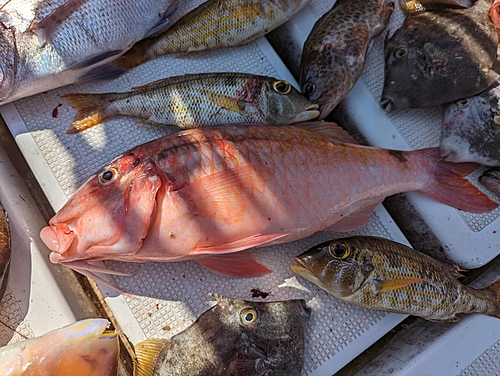 オキナヒメジの釣果