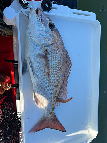 タイの釣果