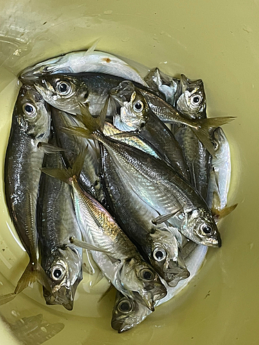 アジの釣果