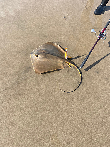 アカエイの釣果