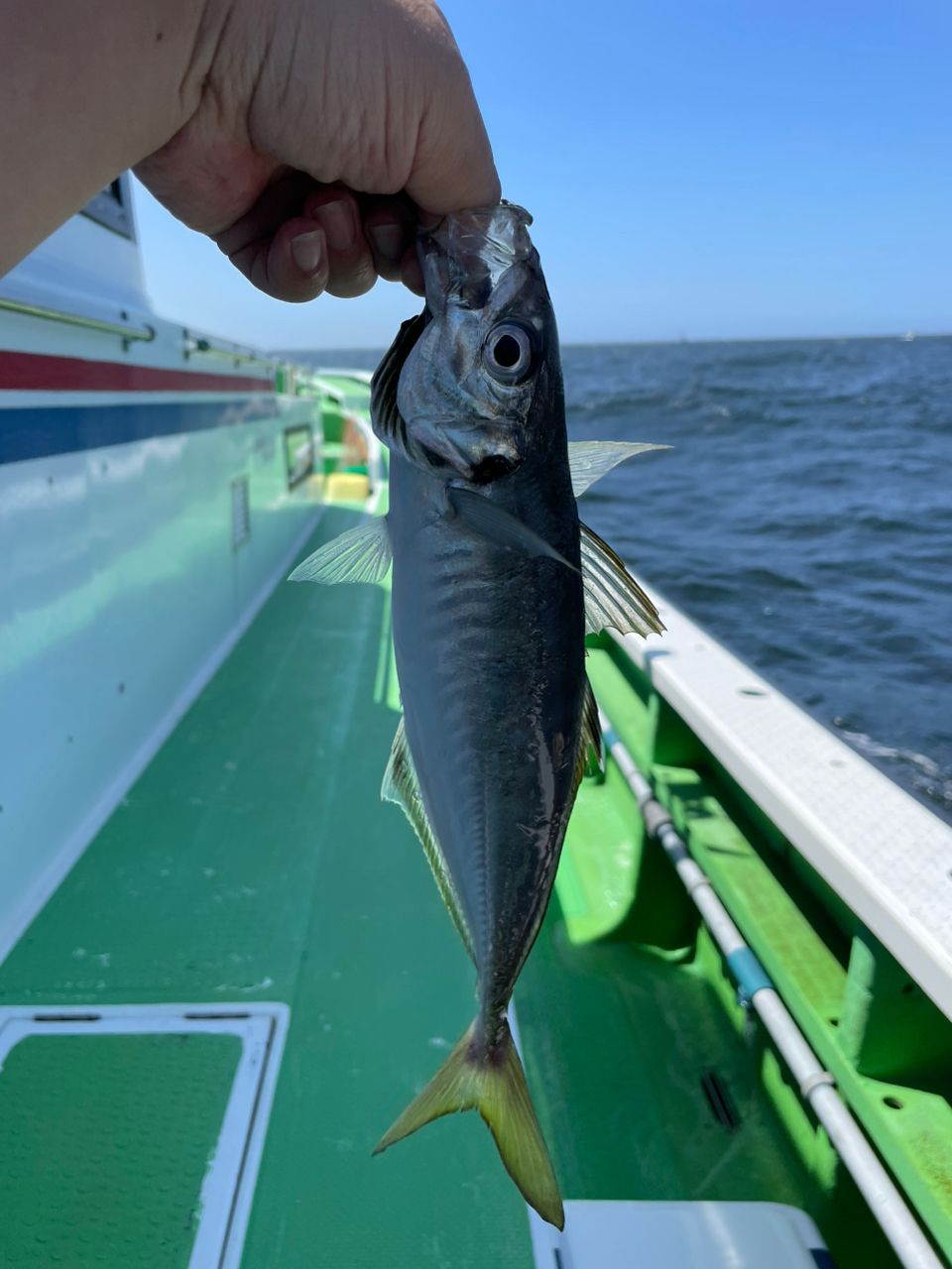 ブルー(°∀°ﾐэ)Эさんの釣果 2枚目の画像