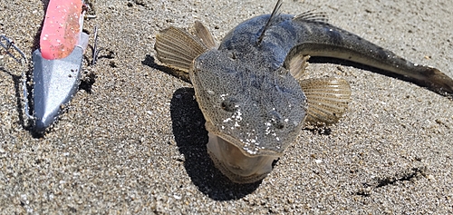 マゴチの釣果