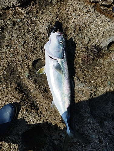 メジロの釣果