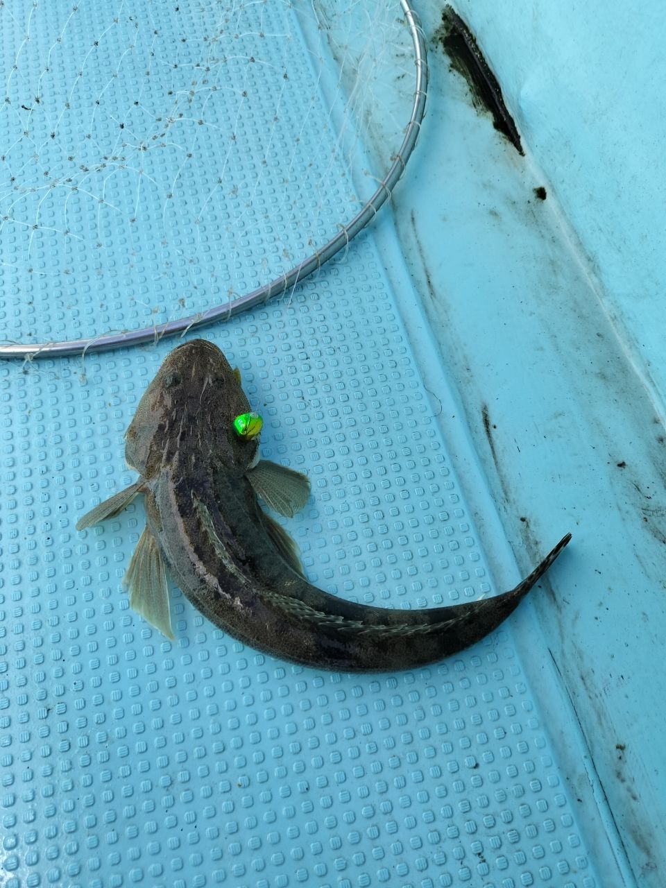 ドS東京湾鯛ラバ備忘録さんの釣果 3枚目の画像