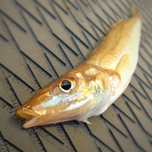 キスの釣果