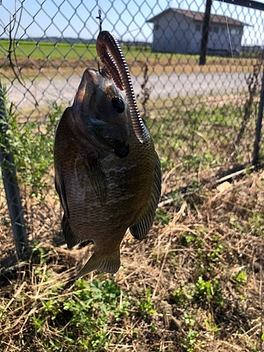 ブルーギルの釣果