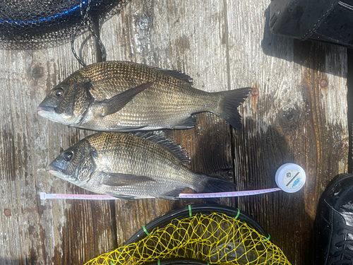 クロダイの釣果