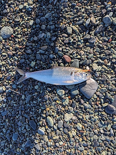 コノシロの釣果