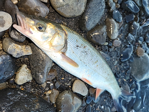 ウグイの釣果