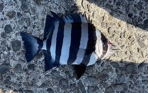 サンバソウの釣果