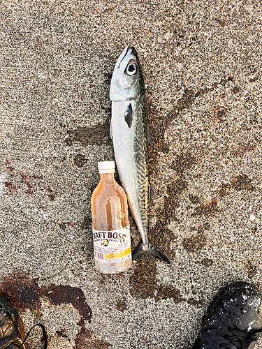 サバの釣果