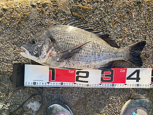 クロダイの釣果