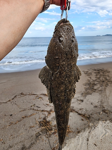 マゴチの釣果