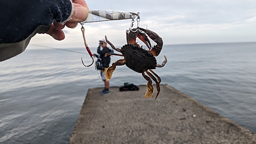 カニの釣果