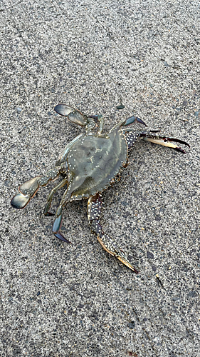 カニの釣果