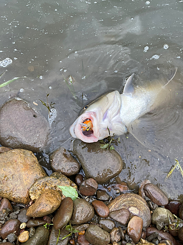 ニゴイの釣果