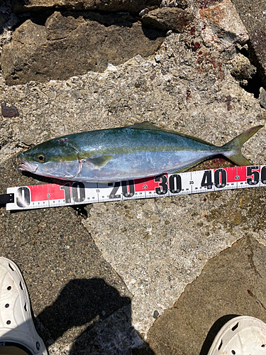 ハマチの釣果