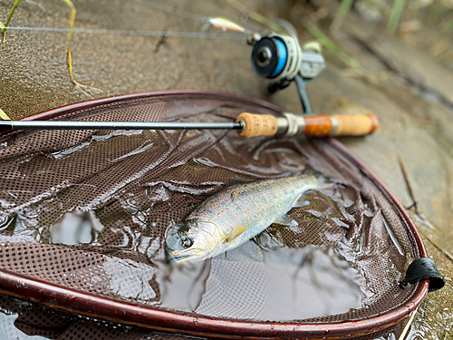 アマゴの釣果