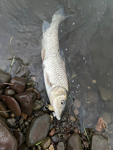 ニゴイの釣果