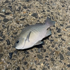 クチブトグレの釣果