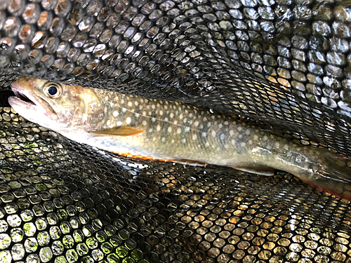 イワナの釣果