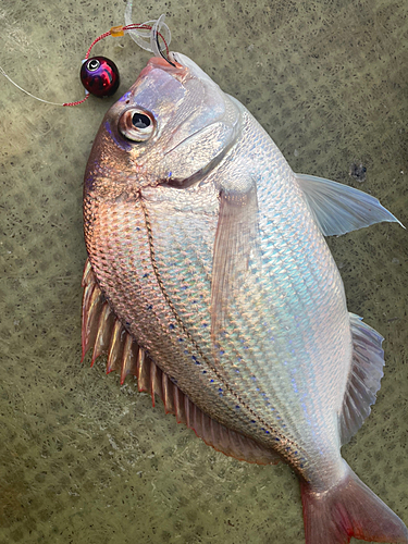 マダイの釣果