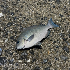 オナガグレの釣果