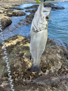 フッコ（ヒラスズキ）の釣果