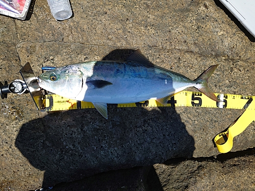 メジロの釣果