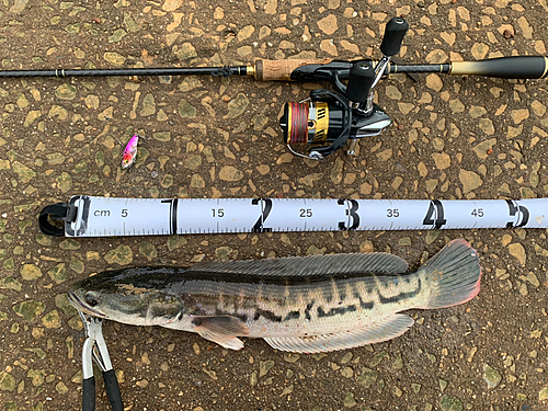 チャドーの釣果