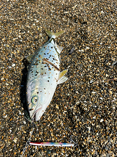 ワカシの釣果