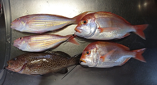 オオモンハタの釣果