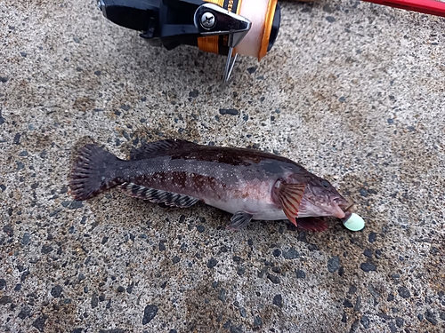 ハゴトコの釣果