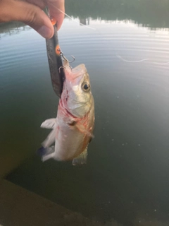 セイゴ（マルスズキ）の釣果