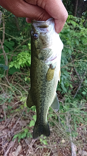 ラージマウスバスの釣果